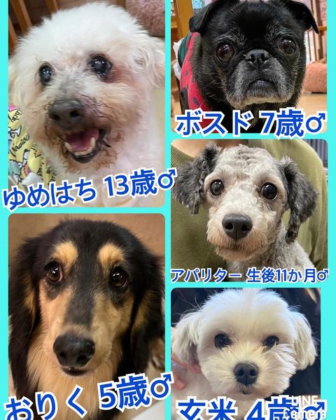 🐾今日の里親様募集中ワンコ🐶メンバーです🐾2023,7,24【保護犬カフェ天神橋店】